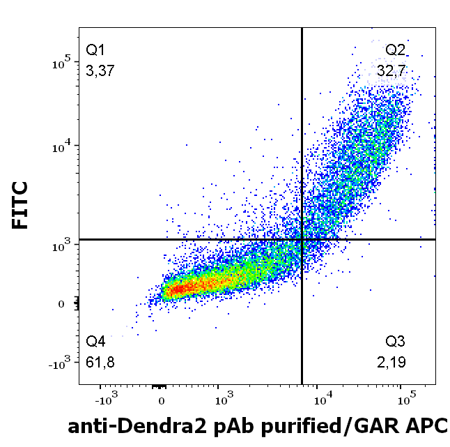 Dendra2 antibody