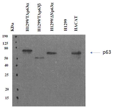 Anti-p63 Purified