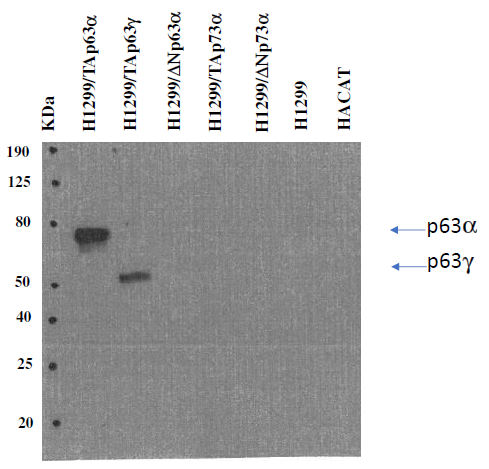 TAp63 antibody