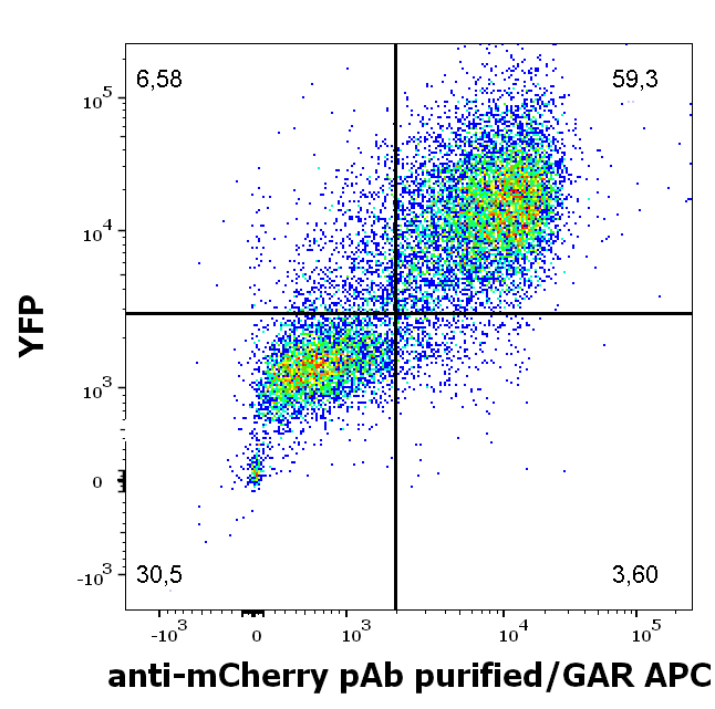 Anti-mCherry purified