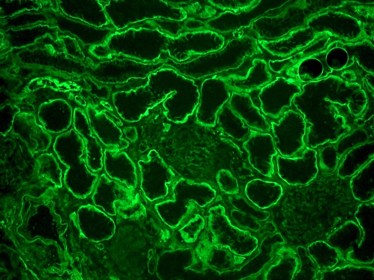 Rat anti Integrin alpha 6A / CD49f