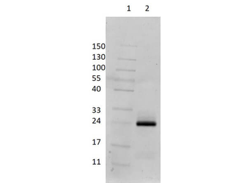 Dog IgG F(ab')2