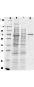 Immunoprecipitation Kit