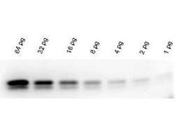 Western Blot Kit
