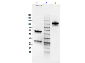 Mouse IgG2b Lambda Isotype control Antibody
