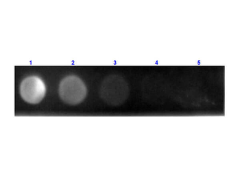 Rat IgG1 isotype control Phycoerythrin Antibody