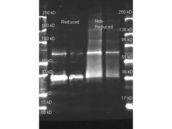 Uricase Antibody