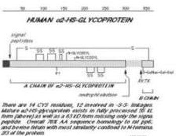 Fetuin Antibody