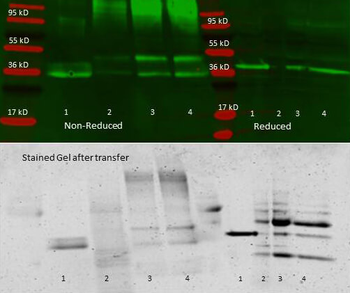 Aldolase Antibody Peroxidase Conjugated