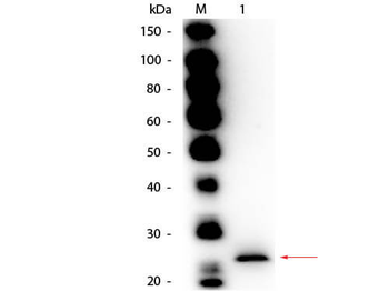 Papain Antibody Biotin Conjugated
