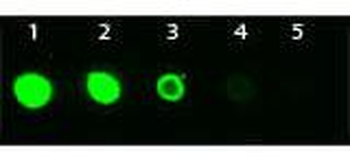 AKT3 FITC Antibody