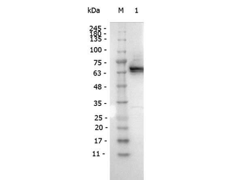 DYKDDDDK Tag (Anti-FLAG) Antibody Peroxidase Conjugated