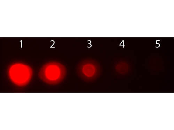 AKT3 PE Antibody