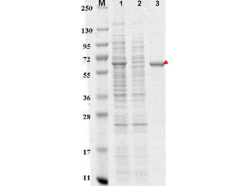DYKDDDDK Tag (Anti-FLAG) Antibody Agarose Conjugated