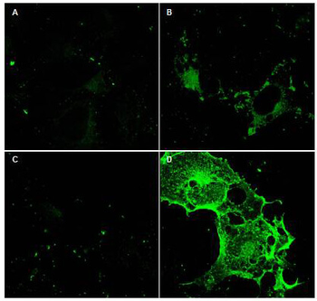 CD97 Antibody