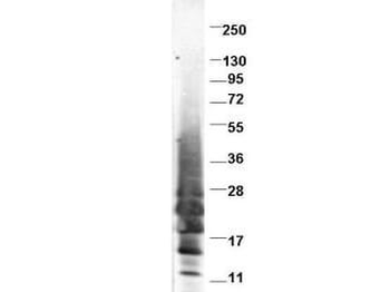 IL13 Antibody