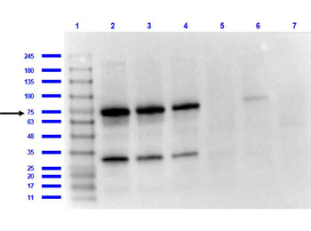 OspA Antibody