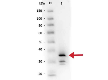 Carboxypeptidase B Antibody Biotin Conjugated