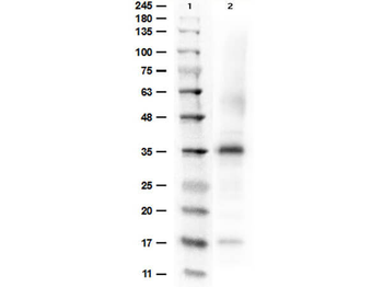 Arginase Antibody