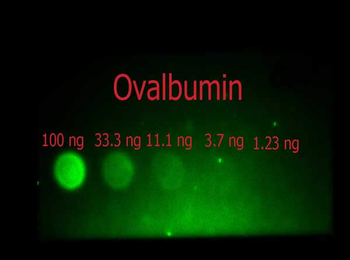 Ovalbumin Antibody Fluorescein Conjugated