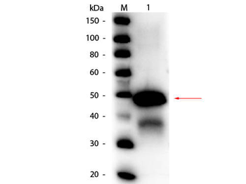 Ovalbumin Antibody Peroxidase Conjugated