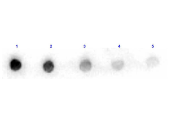 Arginase Antibody Peroxidase Conjugated