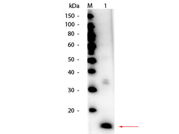 Superoxide Dismutase Antibody Peroxidase Conjugated