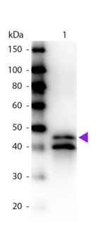 Ovalbumin Antibody Biotin Conjugated