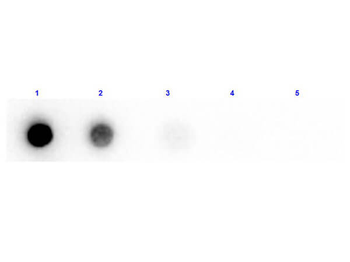 Beta Amylase Antibody Biotin Conjugated