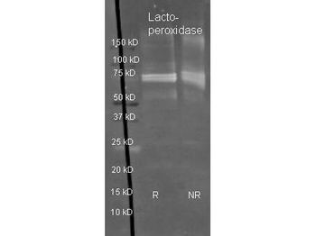 Lactoperoxidase Antibody