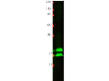 Interferon Gamma Antibody