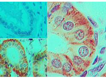 IL-17F Biotin Conjugated Antibody