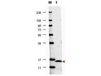 IL-17F Antibody