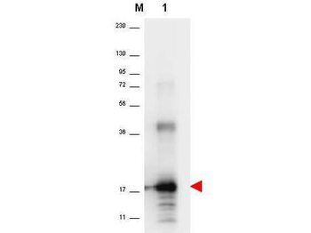 IL-33 Antibody