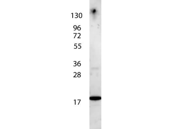IL-7 Antibody