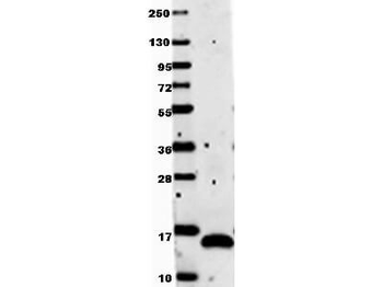 VEGF-121 Antibody