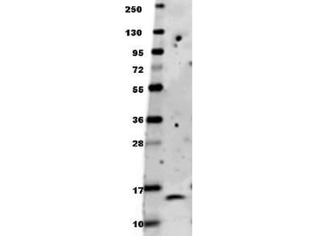 BDNF Antibody