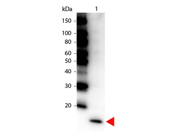 IL-17F Antibody Peroxidase Conjugated