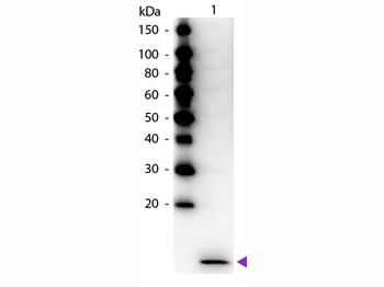 MIP-3 alpha Antibody Peroxidase Conjugated