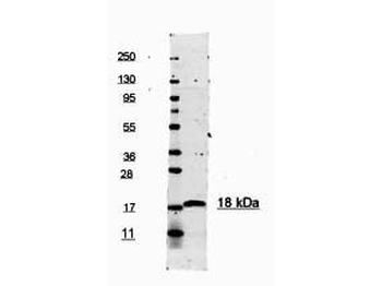 IL-1 Beta Antibody Peroxidase Conjugated