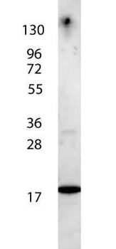 IL-7 Antibody Peroxidase Conjugated