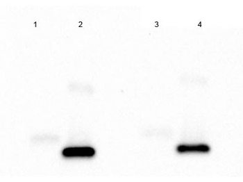 IL-2 Antibody Peroxidase Conjugated