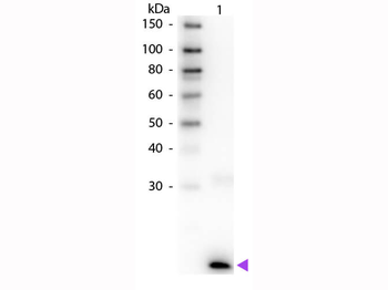 IL-3 Antibody Biotin Conjugated