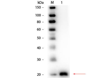 VEGF Antibody Biotin Conjugated