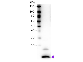 Fractalkine Antibody Biotin Conjugated