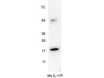 IL-17F Antibody