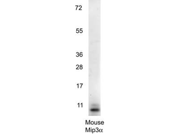 MIP-3 alpha Antibody