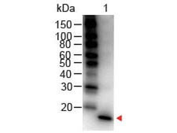 IL-1 Beta Antibody Peroxidase Conjugated
