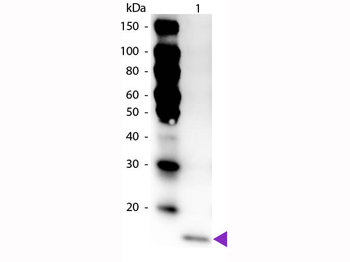 IL-17F Antibody Peroxidase Conjugated