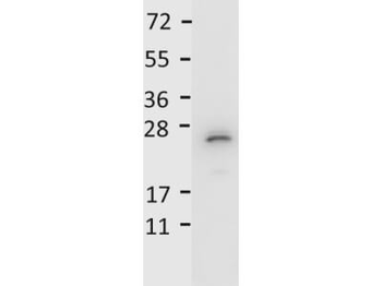 IL-27/p28 Antibody Peroxidase Conjugated